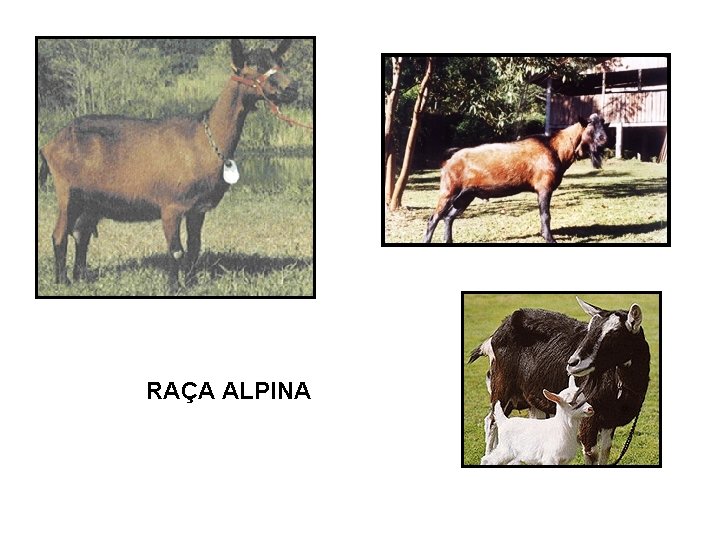 RAÇA ALPINA 
