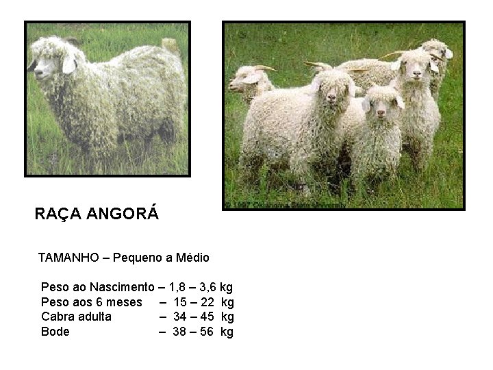 RAÇA ANGORÁ TAMANHO – Pequeno a Médio Peso ao Nascimento – 1, 8 –