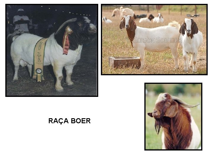 RAÇA BOER 