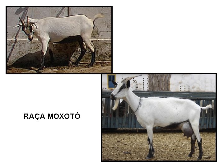 RAÇA MOXOTÓ 