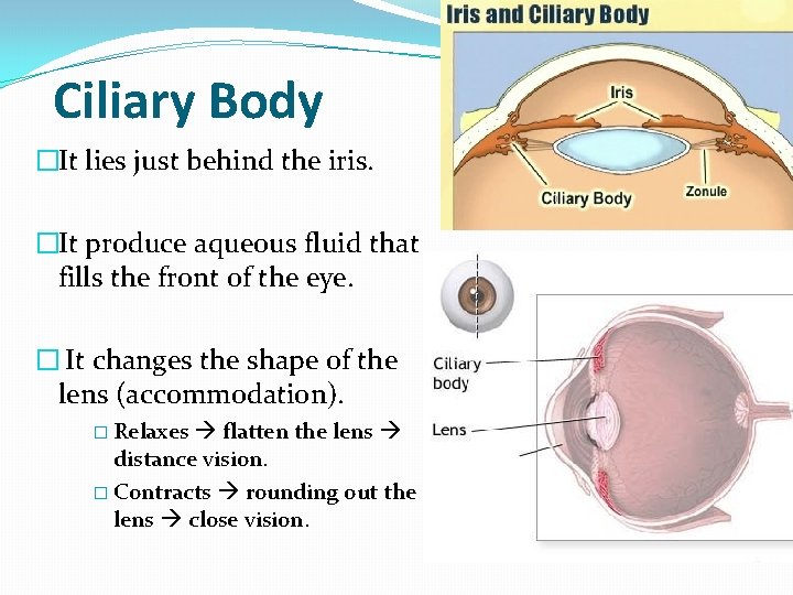 Ciliary Body �It lies just behind the iris. �It produce aqueous fluid that fills