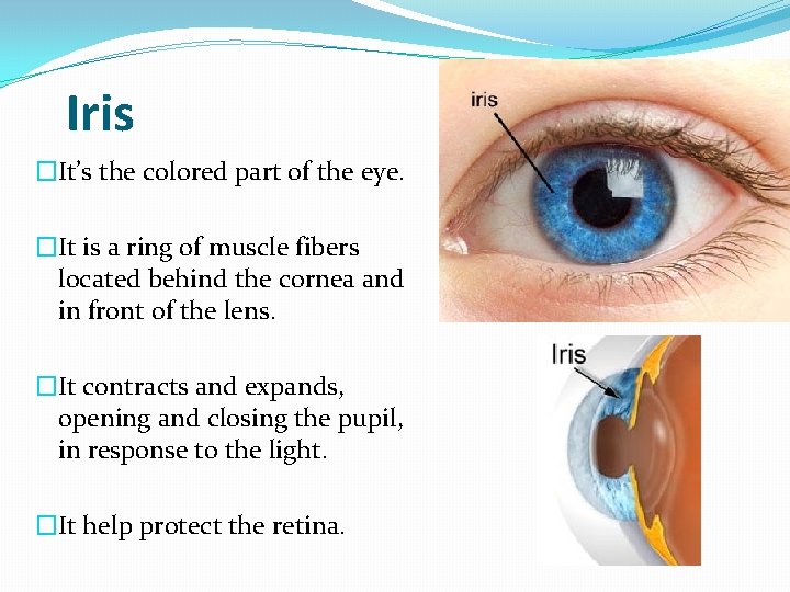 Iris �It’s the colored part of the eye. �It is a ring of muscle