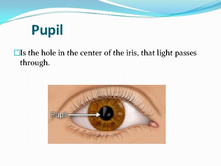Pupil �Is the hole in the center of the iris, that light passes through.