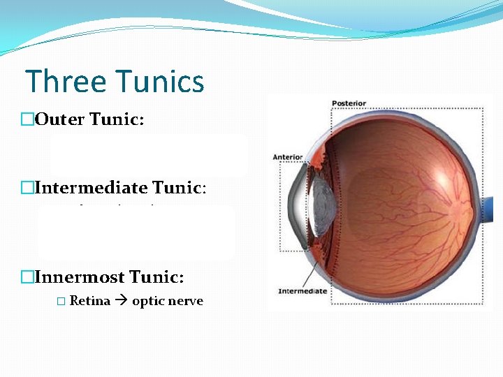 Three Tunics �Outer Tunic: � Cornea transparent part � Sclera opaque part. �Intermediate Tunic: