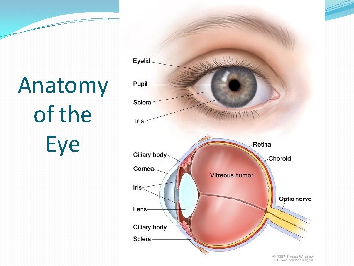 Anatomy of the Eye 