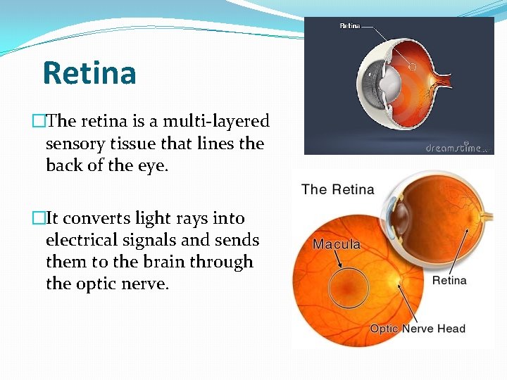 Retina �The retina is a multi-layered sensory tissue that lines the back of the