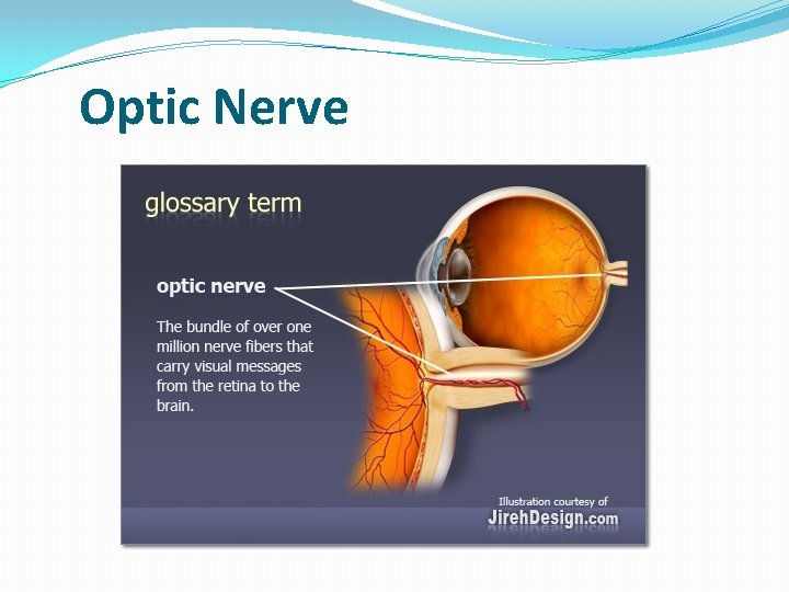 Optic Nerve 
