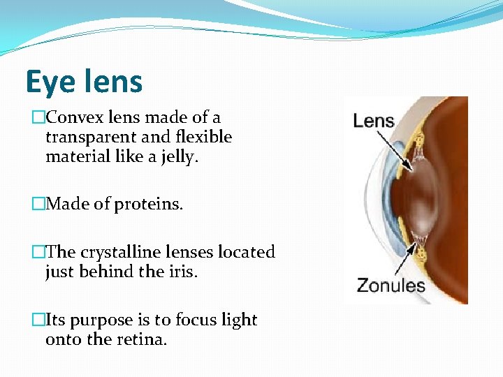 Eye lens �Convex lens made of a transparent and flexible material like a jelly.