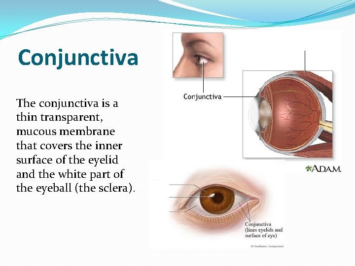 Conjunctiva The conjunctiva is a thin transparent, mucous membrane that covers the inner surface