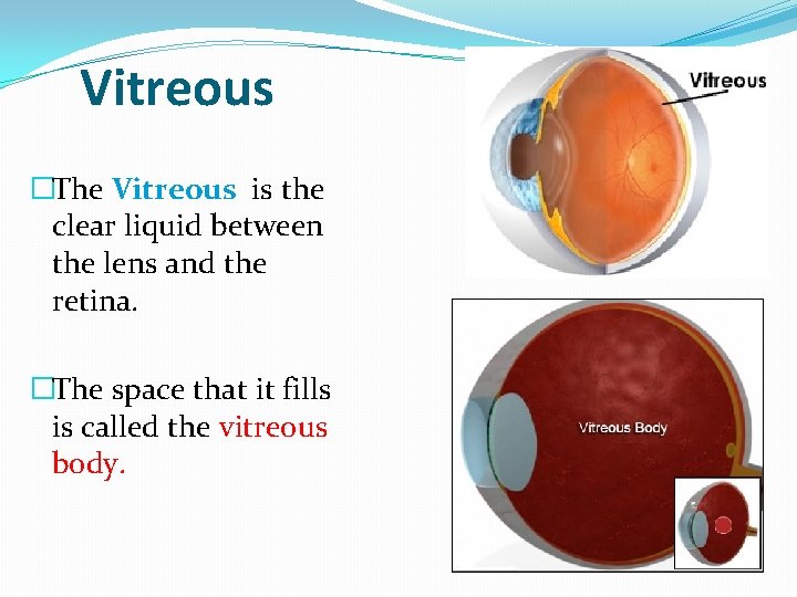 Vitreous �The Vitreous is the clear liquid between the lens and the retina. �The