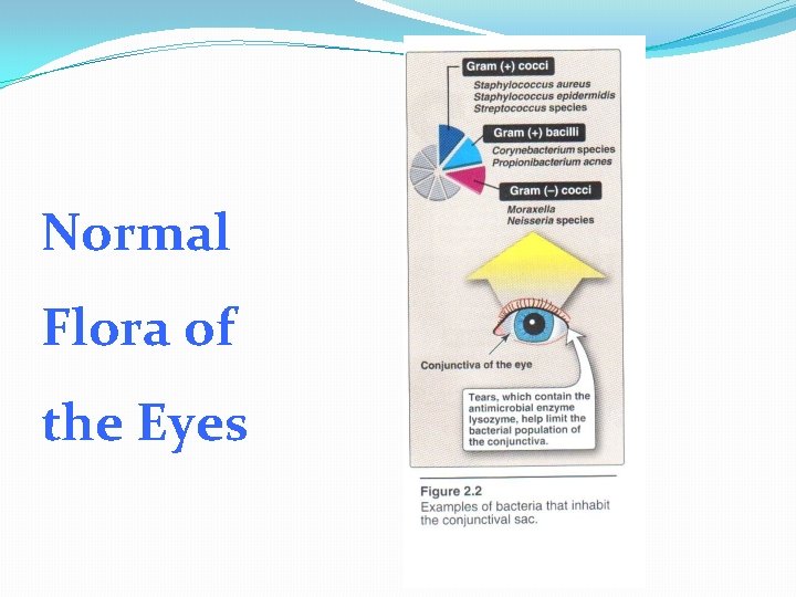 Normal Flora of the Eyes 