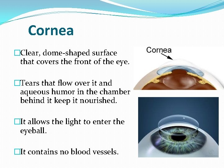 Cornea �Clear, dome-shaped surface that covers the front of the eye. �Tears that flow