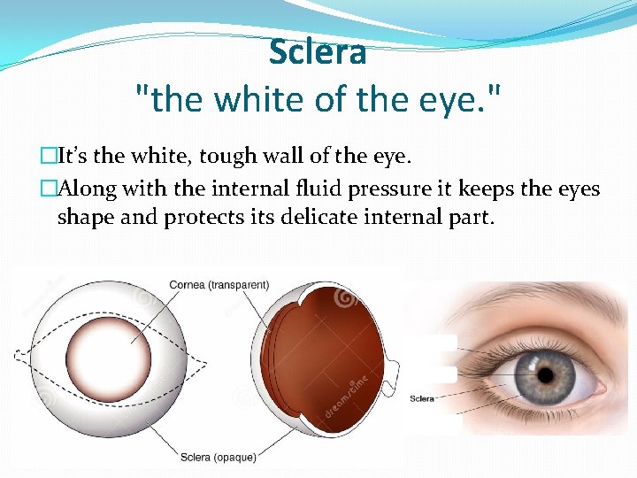 Sclera "the white of the eye. " �It’s the white, tough wall of the