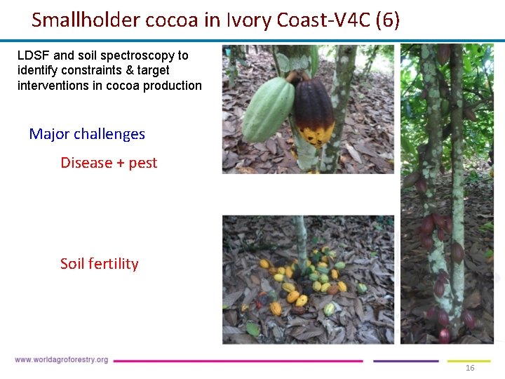 Smallholder cocoa in Ivory Coast-V 4 C (6) LDSF and soil spectroscopy to identify Smallholder cocoa in Ivory Coast-V 4 C (6) LDSF and soil spectroscopy to identify