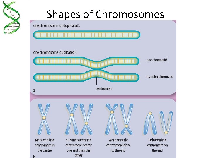 Shapes of Chromosomes 