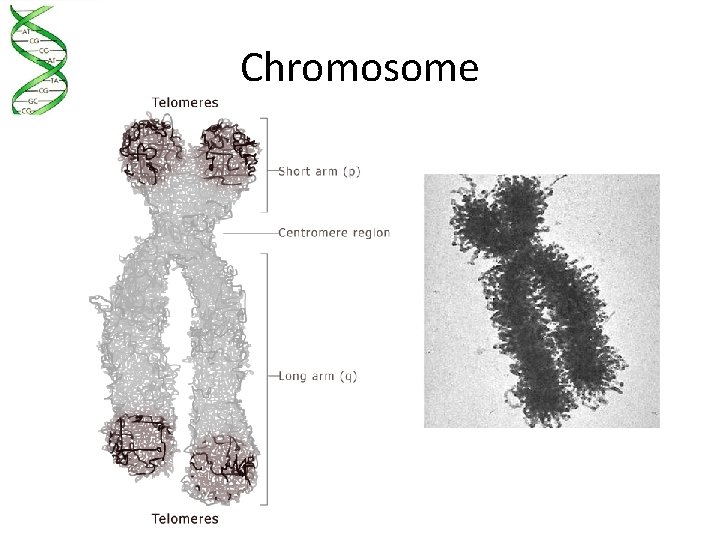 Chromosome 