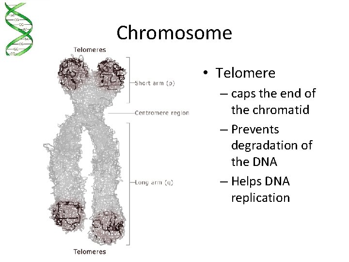 Chromosome • Telomere – caps the end of the chromatid – Prevents degradation of
