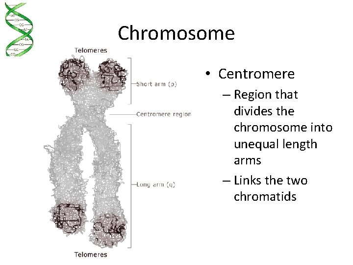 Chromosome • Centromere – Region that divides the chromosome into unequal length arms –