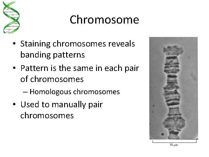 Chromosome • Staining chromosomes reveals banding patterns • Pattern is the same in each