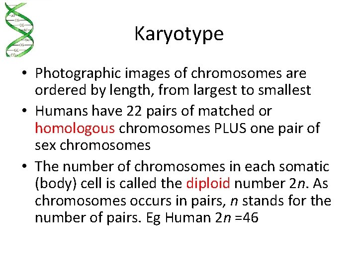 Karyotype • Photographic images of chromosomes are ordered by length, from largest to smallest