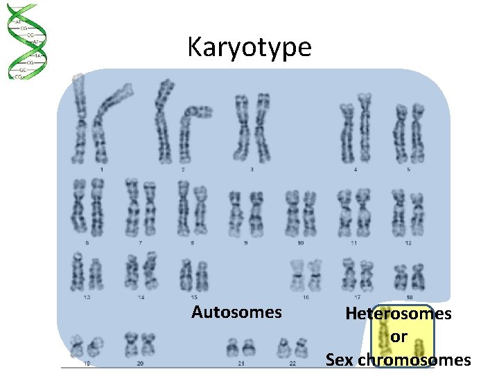 Karyotype Autosomes Heterosomes or Sex chromosomes 