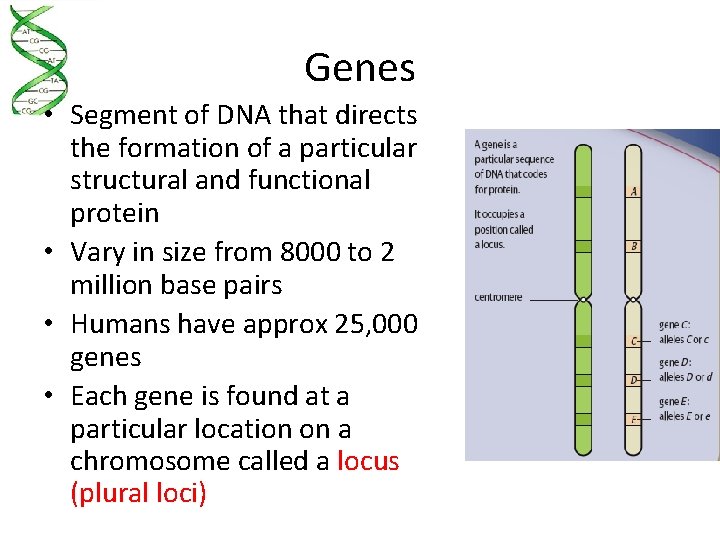 Genes • Segment of DNA that directs the formation of a particular structural and