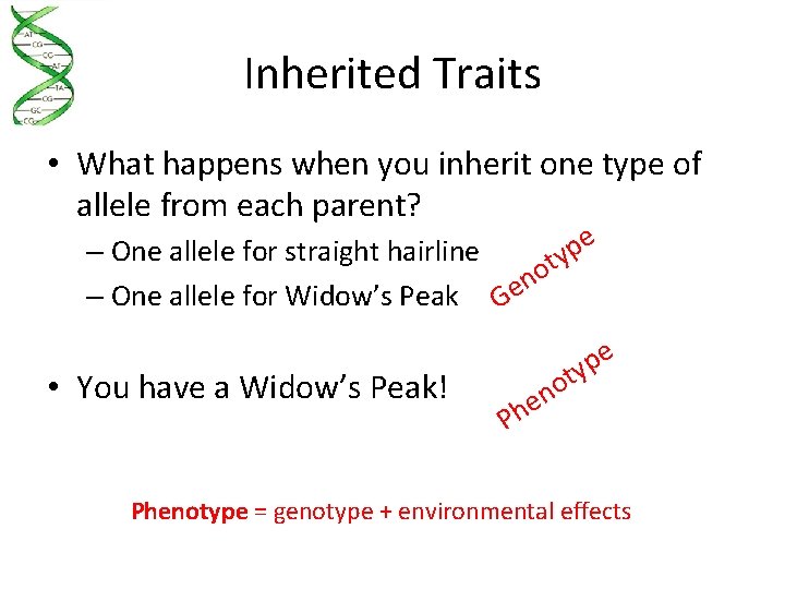 Inherited Traits • What happens when you inherit one type of allele from each