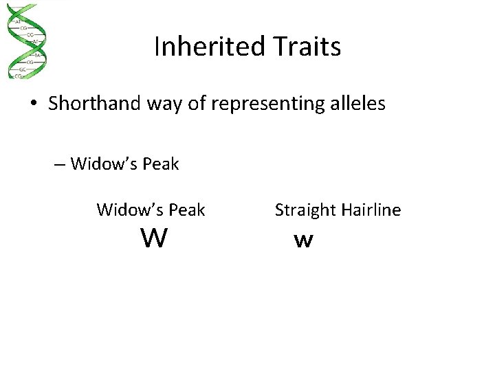 Inherited Traits • Shorthand way of representing alleles – Widow’s Peak W Straight Hairline