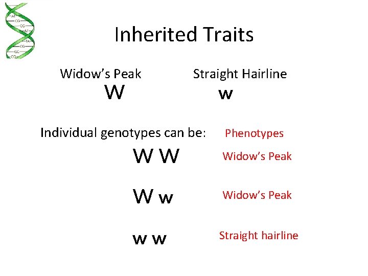 Inherited Traits Widow’s Peak W Straight Hairline Individual genotypes can be: w Phenotypes WW