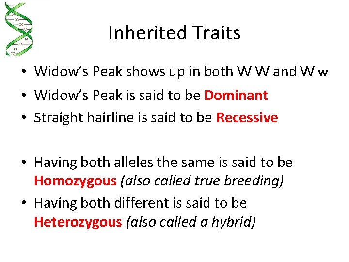 Inherited Traits • Widow’s Peak shows up in both W W and W w