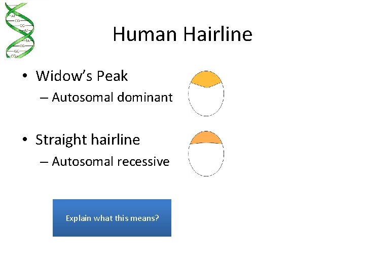 Human Hairline • Widow’s Peak – Autosomal dominant • Straight hairline – Autosomal recessive