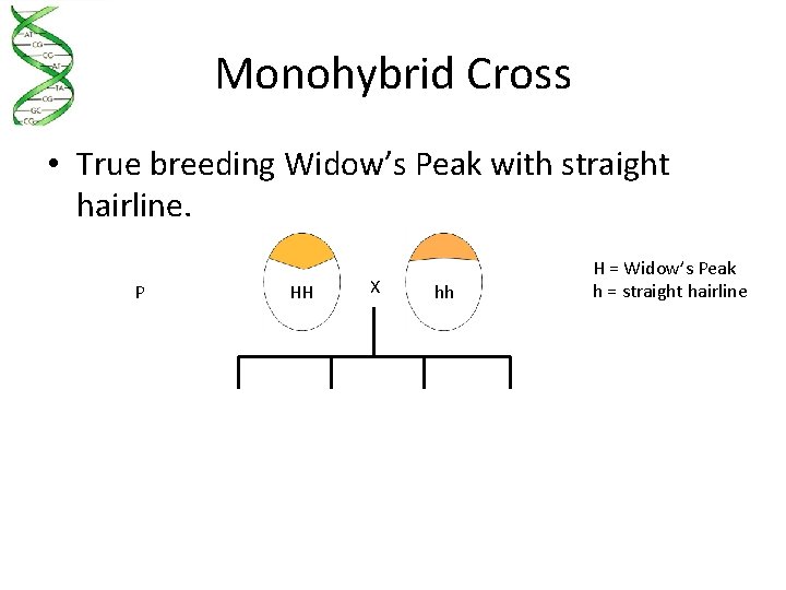 Monohybrid Cross • True breeding Widow’s Peak with straight hairline. P HH X hh