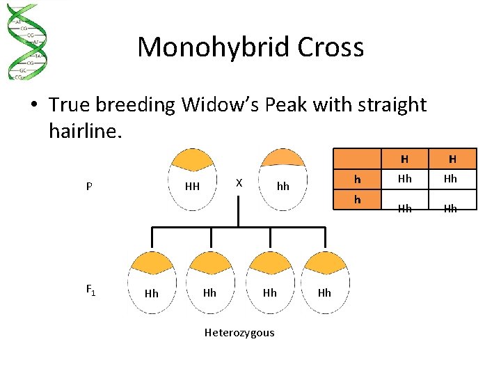 Monohybrid Cross • True breeding Widow’s Peak with straight hairline. P F 1 X