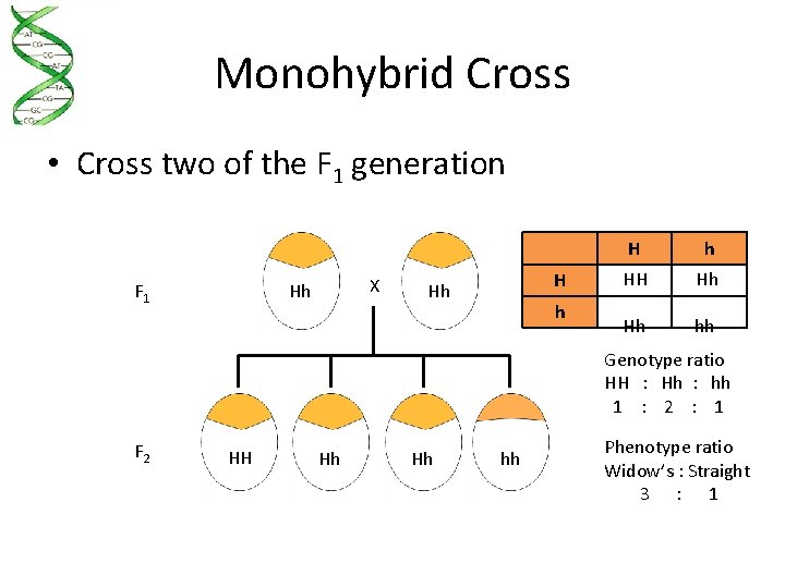 Monohybrid Cross • Cross two of the F 1 generation F 1 X Hh