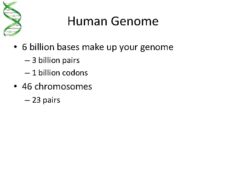 Human Genome • 6 billion bases make up your genome – 3 billion pairs