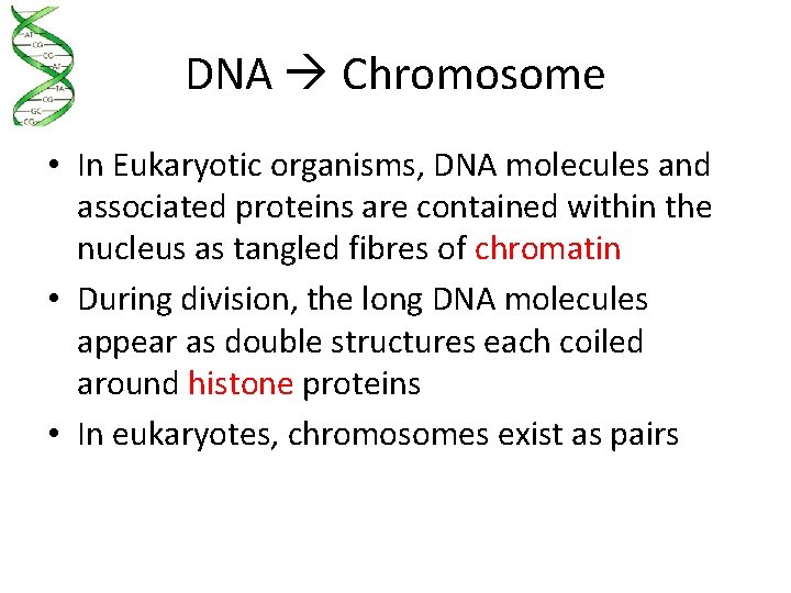 DNA Chromosome • In Eukaryotic organisms, DNA molecules and associated proteins are contained within