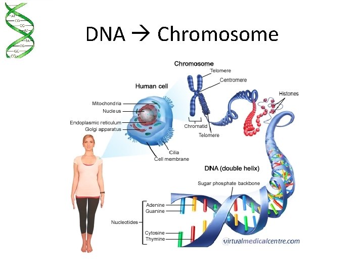 DNA Chromosome 