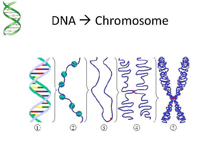 DNA Chromosome 