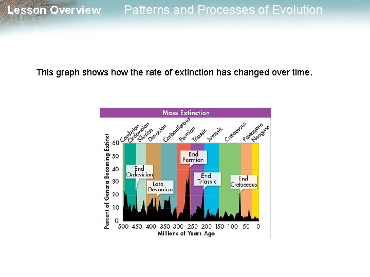 Lesson Overview Patterns and Processes of Evolution This graph shows how the rate of