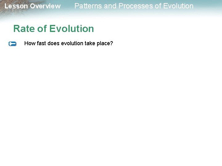 Lesson Overview Patterns and Processes of Evolution Rate of Evolution How fast does evolution