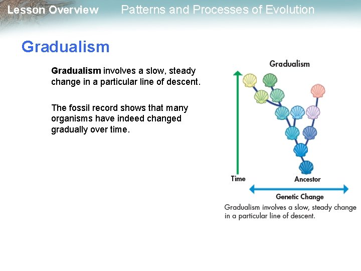 Lesson Overview Patterns and Processes of Evolution Gradualism involves a slow, steady change in