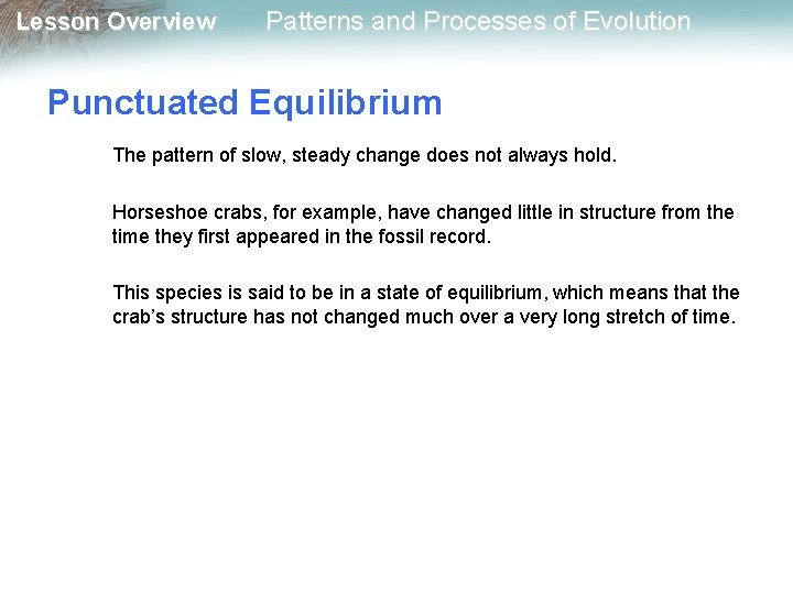 Lesson Overview Patterns and Processes of Evolution Punctuated Equilibrium The pattern of slow, steady