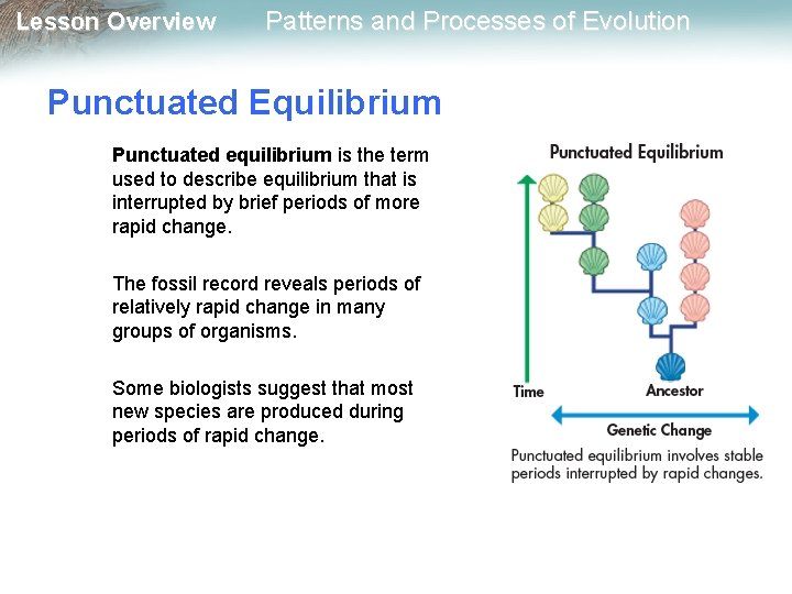 Lesson Overview Patterns and Processes of Evolution Punctuated Equilibrium Punctuated equilibrium is the term