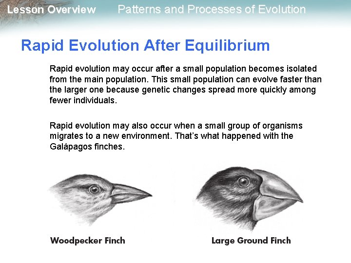 Lesson Overview Patterns and Processes of Evolution Rapid Evolution After Equilibrium Rapid evolution may
