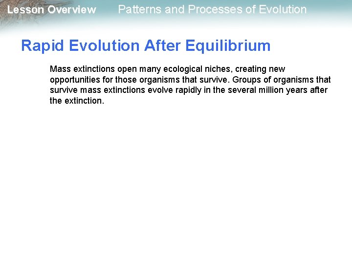 Lesson Overview Patterns and Processes of Evolution Rapid Evolution After Equilibrium Mass extinctions open