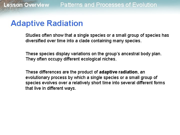 Lesson Overview Patterns and Processes of Evolution Adaptive Radiation Studies often show that a