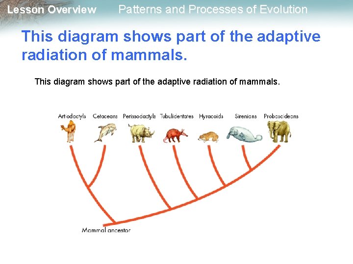 Lesson Overview Patterns and Processes of Evolution This diagram shows part of the adaptive
