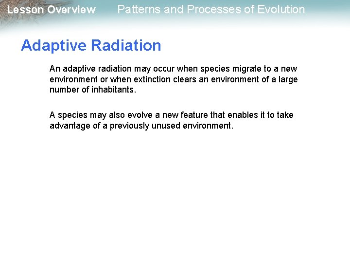 Lesson Overview Patterns and Processes of Evolution Adaptive Radiation An adaptive radiation may occur