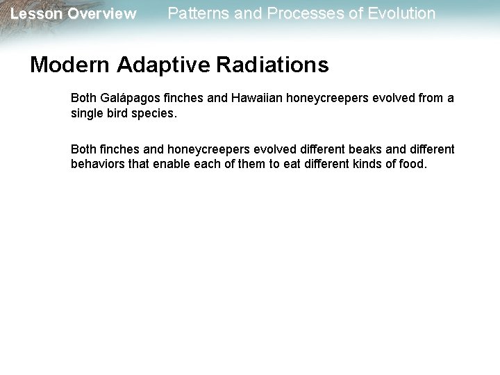 Lesson Overview Patterns and Processes of Evolution Modern Adaptive Radiations Both Galápagos finches and
