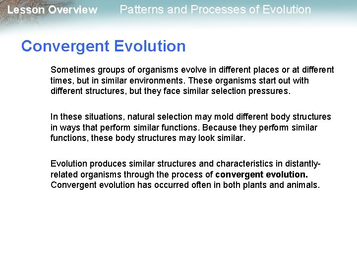 Lesson Overview Patterns and Processes of Evolution Convergent Evolution Sometimes groups of organisms evolve